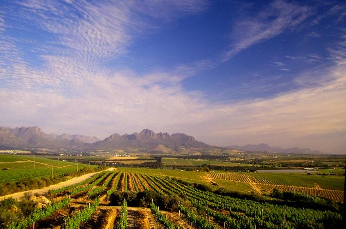 Half-Day Cape Winelands Tour From Cape Town