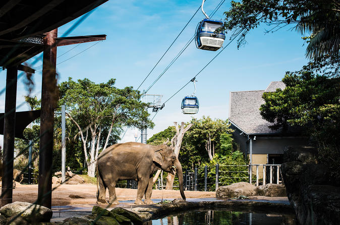 Ingresso de entrada geral do Zoológico de Taronga em Sydney e experiência Wild Australia