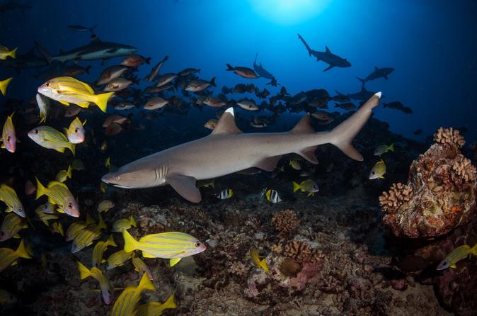 Tahiti 2-Tank Certified Scuba Dive