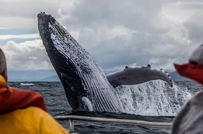 San Diego Whale Watching Tour - Weekday Whale Watching 10AM