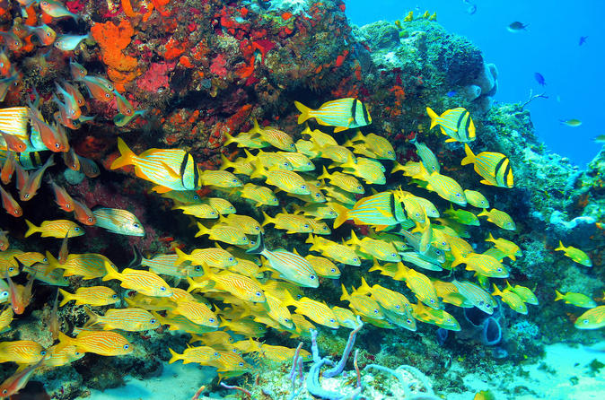  Snorkeling in Puerto Morelos from Cancun 