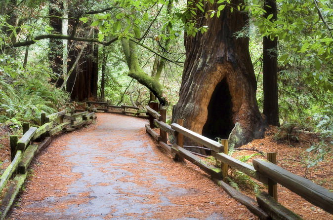 Offerta speciale San Francisco: Muir Woods e zona vinicola con pranzo gourmet facoltativo