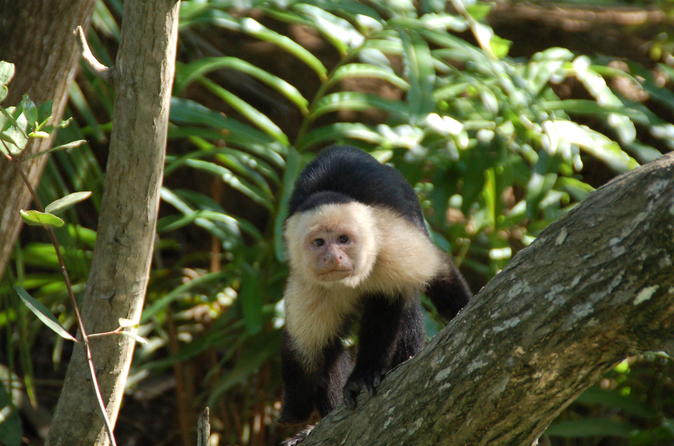 Damas Island Mangrove Boat Tour from Manuel Antonio