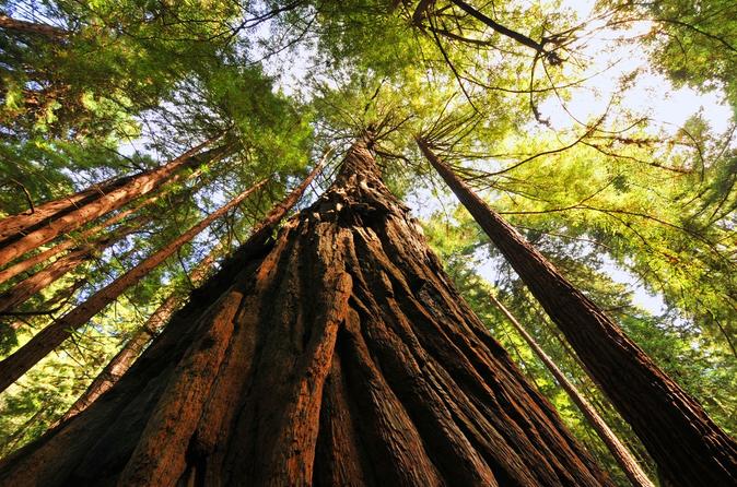 Muir woods giant redwoods and sausalito half day trip in san francisco 117268
