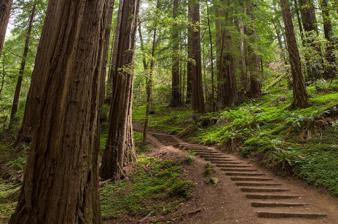 Excursion d'une demi-journée à Muir Woods, Giant Redwoods et Sausalito