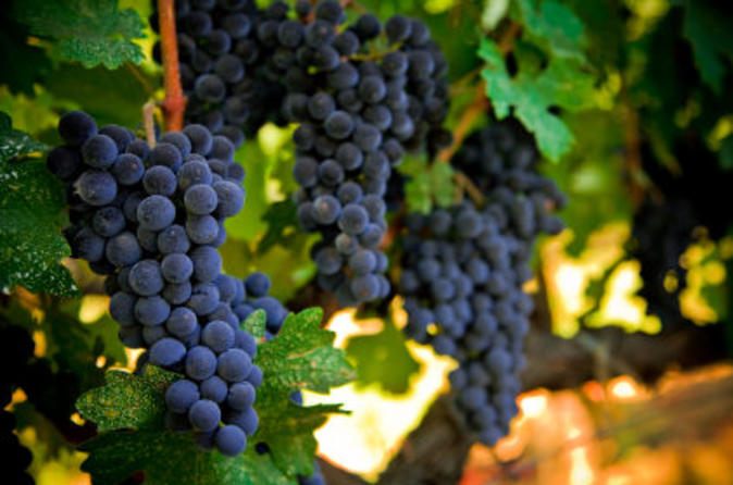 Napa and sonoma wine country tour in san francisco 39462