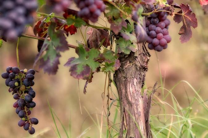 4-Hour Wine Tour from Santa Barbara