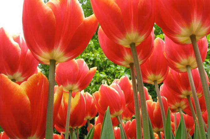 Private Tour Full Day to Keukenhof Gardens from Amsterdam