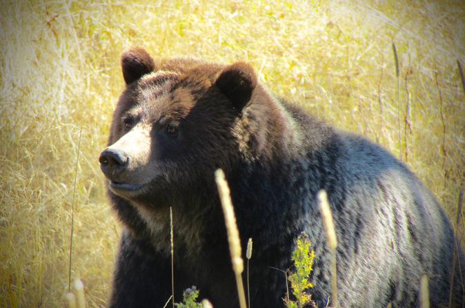 Private Yellowstone Wildlife Tour
