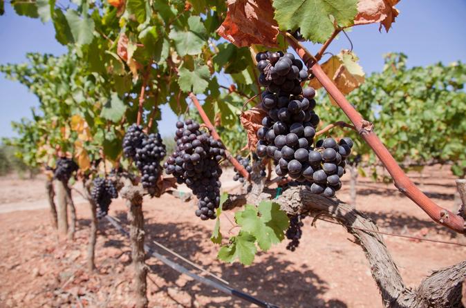 Guided Winery Tour In Mallorca - Palma De Mallorca