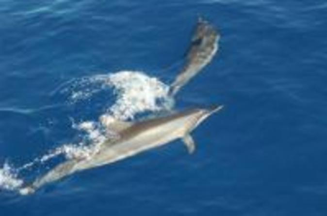 Florida Dolphin Snorkeling Cruise To Shell Key In Uruguay North America