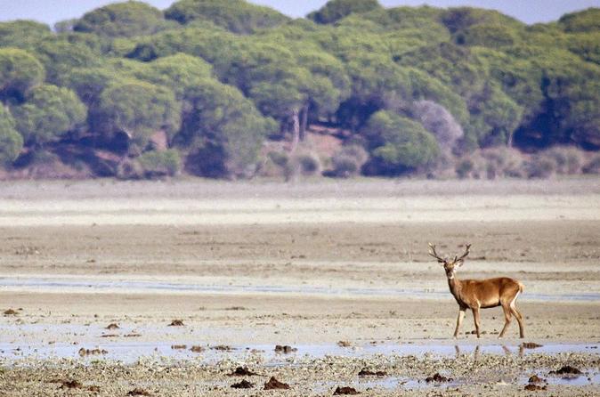 Private Day Trip from Malaga: Doñana National Park & Sanlucar - 09:00