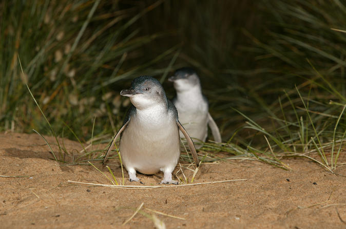 Les pingouins de Phillip Island, Brighton Beach, Moonlit Sanctuary au départ de Melbourne
