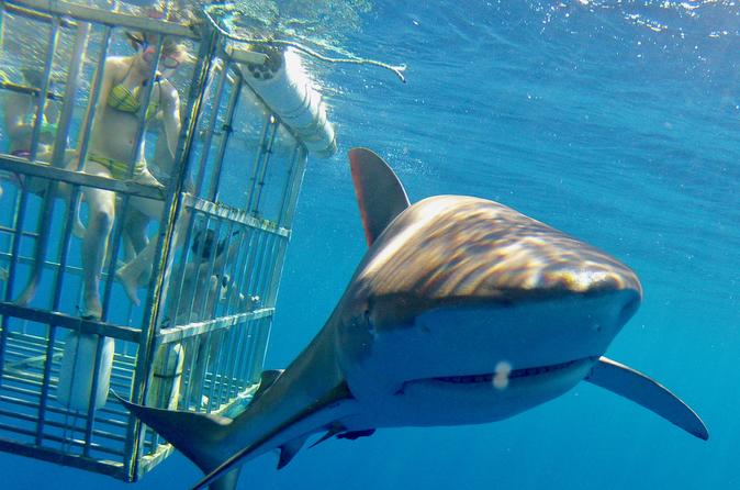Plongée avec les requins à Oahu