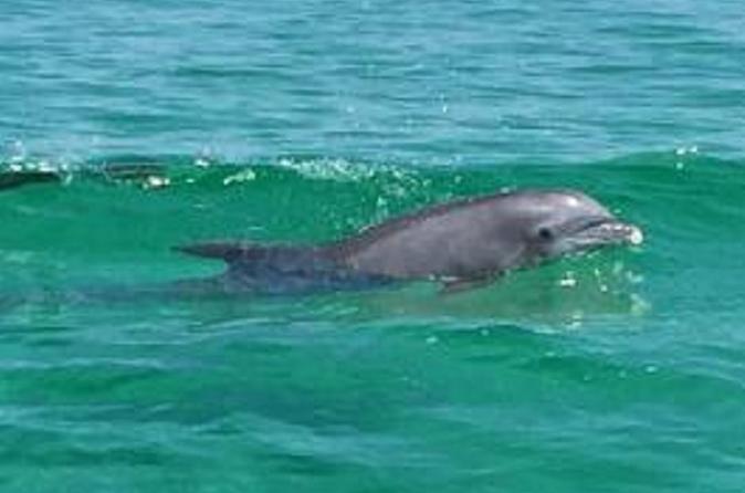 Dolphin-Watching Cruise in the Gulf of Mexico