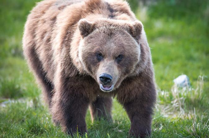Excursion à la découverte de l'Alaska et de sa faune