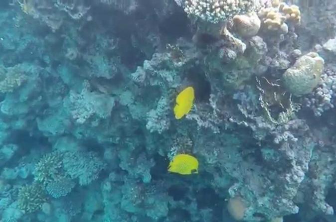 Snorkeling for 2 Hours in Ras Katy Park