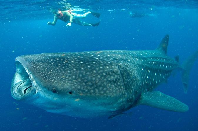 Resultado de imagen para tiburones ballena y mantarrayas en cancun