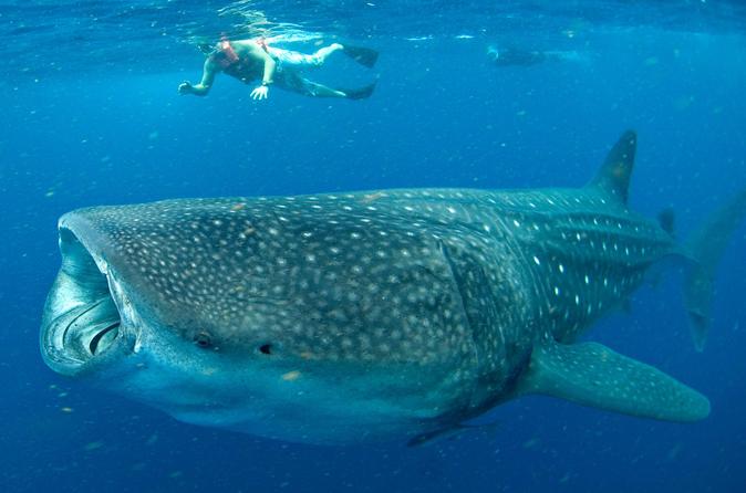 Nage avec les requins-baleines à Cancún : sortie de plongée libre en petit groupe