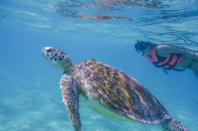 Turtle Snorkeling Adventure from Cancun 