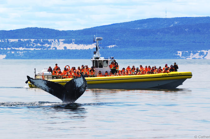 Croisière d'observation des baleines d'une journée au départ de Québec