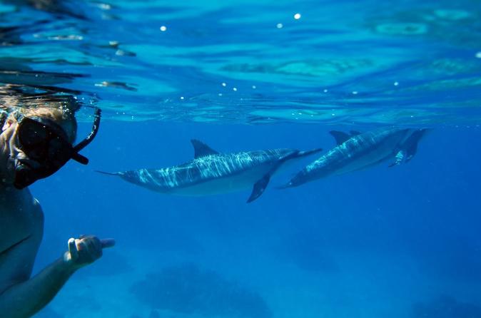 Dolphin Snorkel Tour