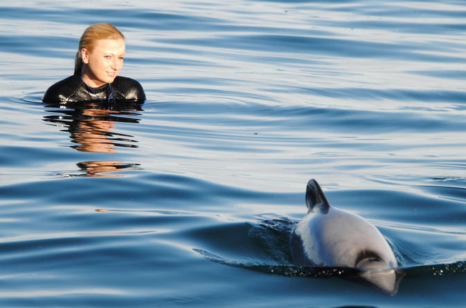 Akaroa Shore Excursion: Swim with Dolphins in Akaroa Harbour