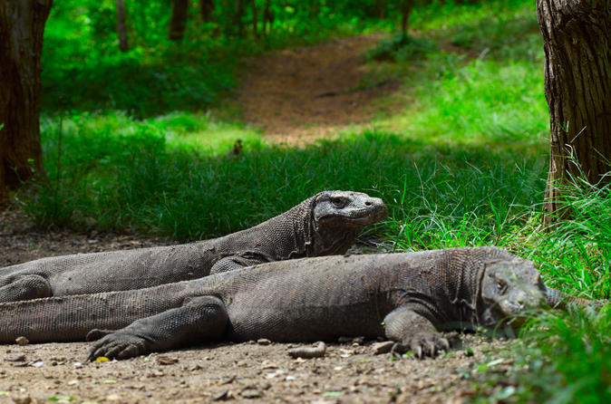 3 day komodo national park tour komodo island and rinca island trek 2017 bali 3 day komodo national park tour komodo island and rinca island trek 2017 bali