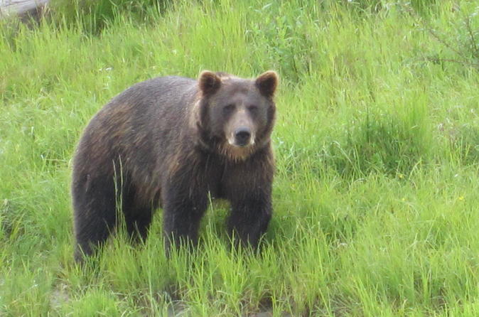 Alaska Wildlife Conservation Center Self-Guided Tour