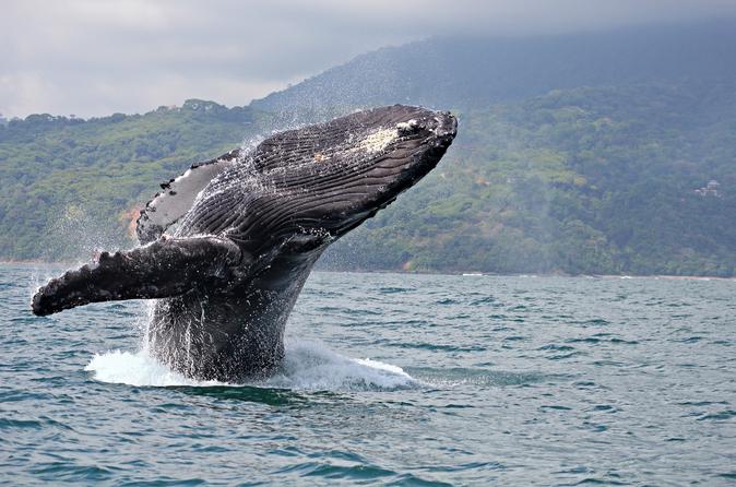 Maui Whale Watch Cruise