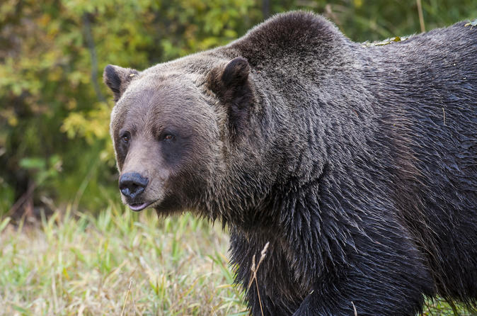discover grizzly bears from