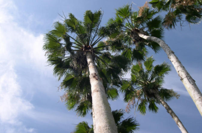 Freeport Shore Excursion: Half-Day Freeport Tour