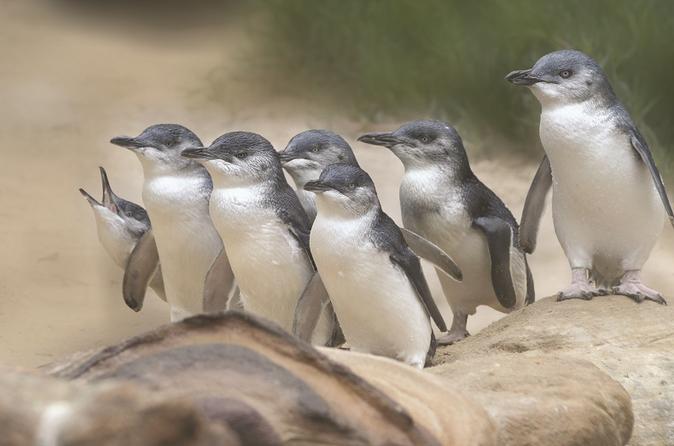 Bonnet Island Wildlife Cruise from Strahan