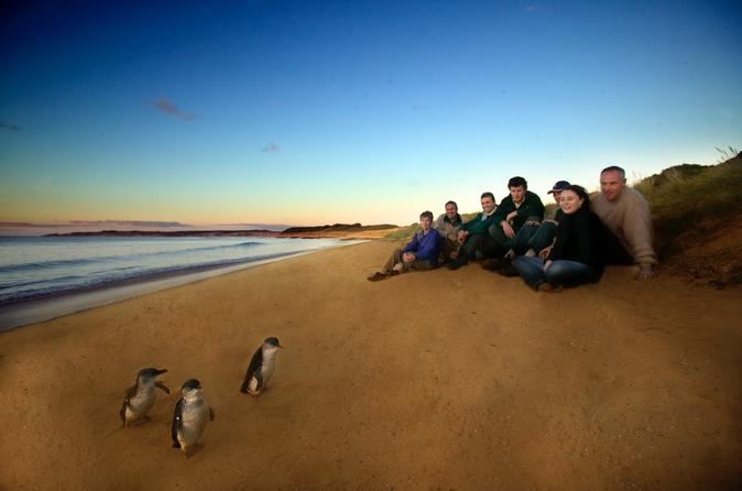 Phillip Island Ultimate Penguin Eco Tour or Skybox Experience