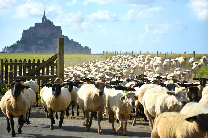 Private Walking Tour of Mont-St-Michel and Surroundings