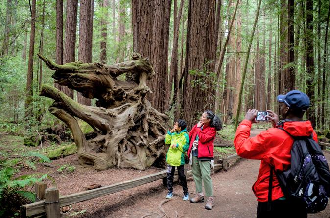 Sonoma Redwoods Hiking Tour