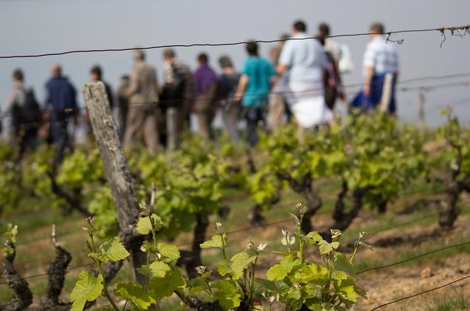 Tour of a Vineyard, Winery and Cellar Including Wine Tasting in Vouvray in the Loire Valley