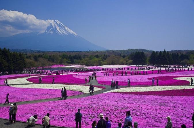 Pink Moss Phlox Festival And Mt Fuji From Tokyo 2019 See More 5