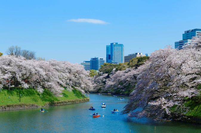 Visit Popular Cherry Blossom Viewing Spots - Buffet Lunch Included - Tokyo