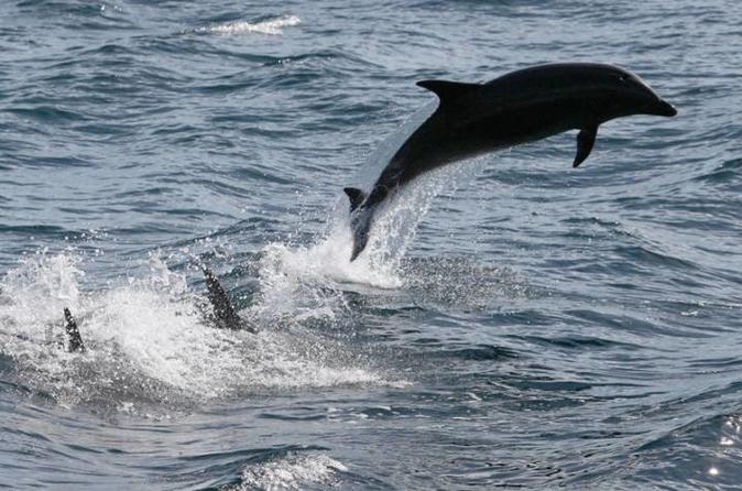 Dolphin Cruise