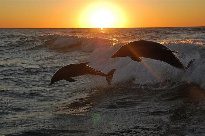 Private Dolphin Sunset Cruises In Orange Beach 2019 Gulf Ss Previous