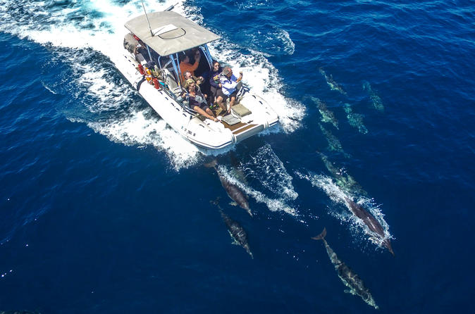 High Speed Zodiac Whale Watching Safari from Dana Point