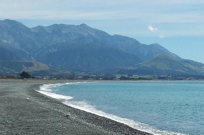 Private Day tour or Private Transfer to Kaikoura