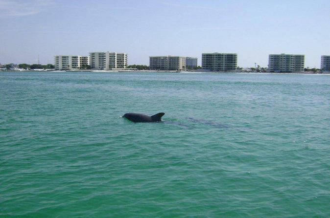 Private Dolphin Tour on a Jet Ski from Destin