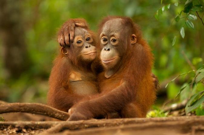 DAY TRIP ORANG-UTAN SEPILOK AND CITY TOUR