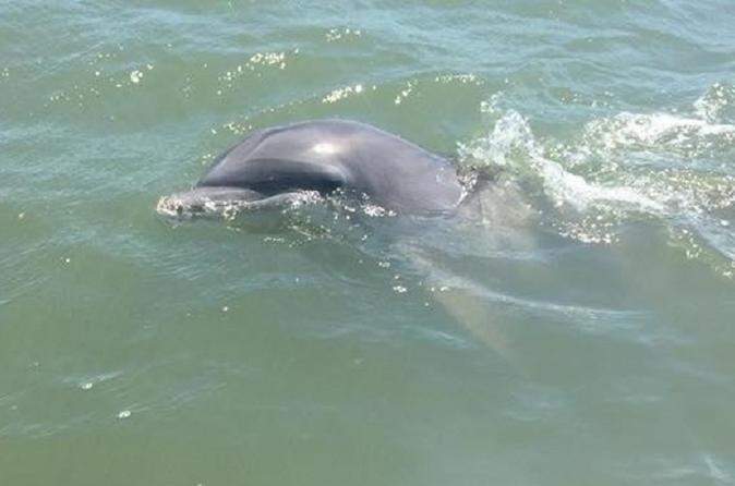Hilton Head Island Dolphin Tour