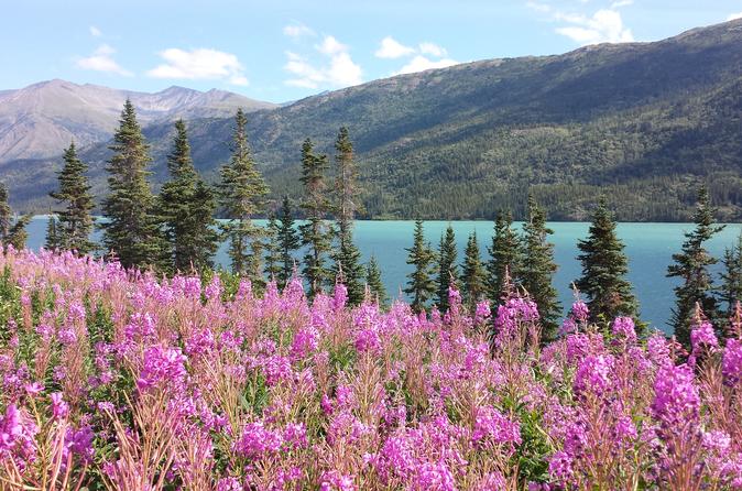 Skagway Shore Excursion: Half-Day Tour to the Yukon Border