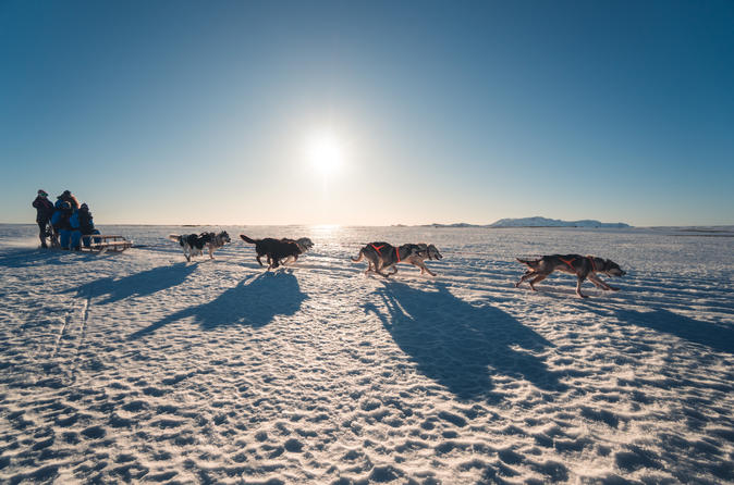 1-Hour Small-Group South Iceland Dog Sled-Ride - 11:15 Departure
