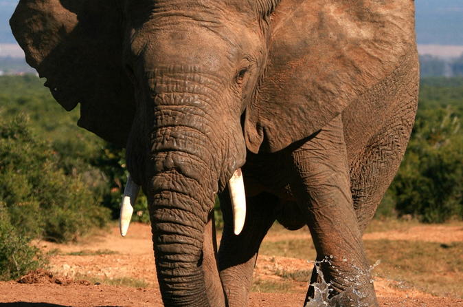 Excursion aventure de 5 jours sur la Garden Route : parc national Addo, Jeffreys Bay, parc national de Wilderness et Oudtshoorn
