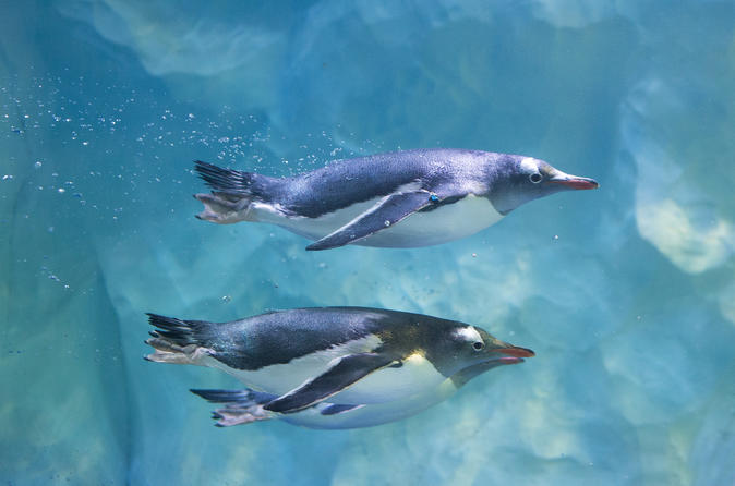 SEA LIFE Birmingham Admission Ticket